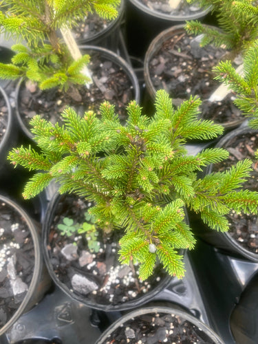 Picea abies 'Mucronata' Norway Spruce - Maple Ridge Nursery